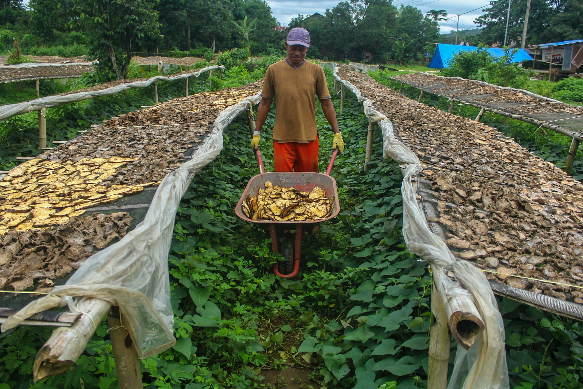 Edamame and Porang exports are in high demand during the Covid-19 pandemic